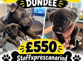 Staffordshire x presacanario