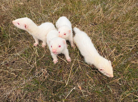 4 albino ferret kits for sale