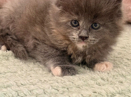 stunning XL full Maine coon kittens