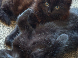 Kitten