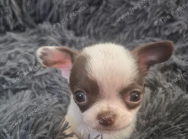 6 KC registered chi puppies