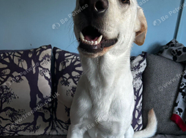 Loving home wanted for our beautiful Labrador x German Shepherd