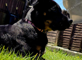 Rottie cross mailnous