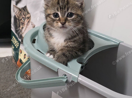 9 week Tabby Girls