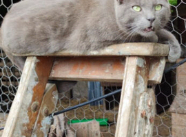 Russian blue look alike cat.