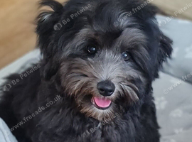 Toy poodle x coton de tulear/ Cotonoodle/ Cotonpoo