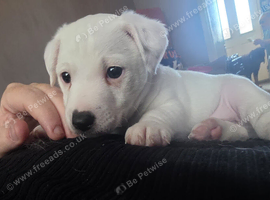 Bob tail Two  jack Russell
