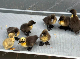 Mixed breed ducklings for sale
