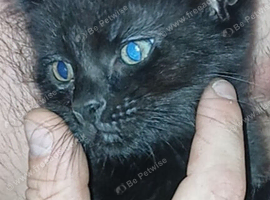 Male kitten
