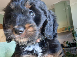 Stunning rare Tri colour F1 Toy Cockapoo puppy