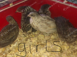 SEXED CHINESE PAINTED BUTTON QUAILS !