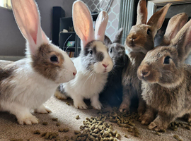 Continental giant bunnies