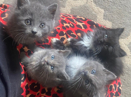 3 girls left (boy sold)