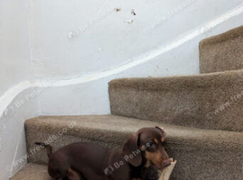 Chocolate brown bitch speyed