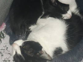 Kitten for sale