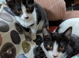 Tuxedo twins