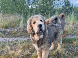 Tibetan mastiff puppy
