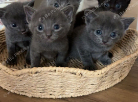 5 kittens ready in 2 weeks