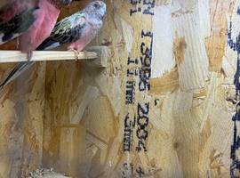 Nice Pair Rosa bulks  for sale