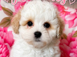 Shipoo Male puppies ready now