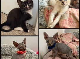 SPHYNX kittens ready to leave 6th June