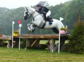 Full, sales, schooling and competition livery