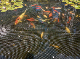 Kio, fantale and gold fish for sale