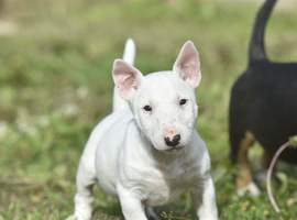 Quality miniature english bull terrier puppies