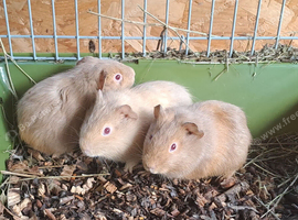 3 x Baby Guinea Pigs Brothers
