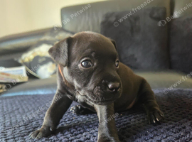 Beautiful Patterdale Puppies