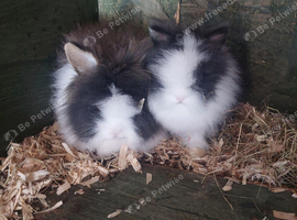 Lionheads boys 5 left