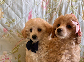 Extensively Health Tested kc toy poodle puppies