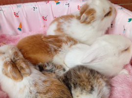 5 beautiful baby mini lops