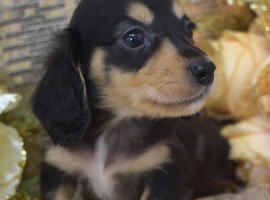 KC Miniature Dachshund Long Coat Puppies