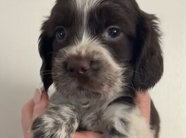 Cocker Spaniel puppies - ready soon