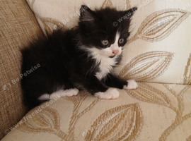 Kitten