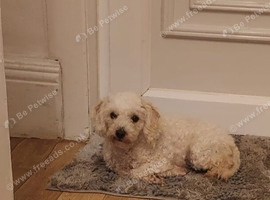 Toy maltipoo female