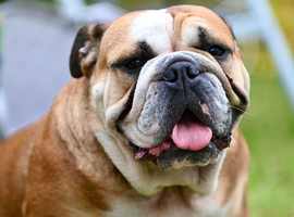 Sensitive and loving rescue needs a forever loving home