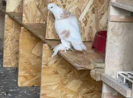 Best types of pigeons