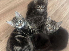 Kittens for sale
