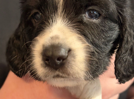 Sprocker spaniel puppies
