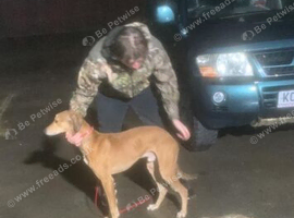 Saluki for sale