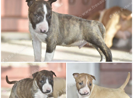 Excellent miniature bull terrier puppies