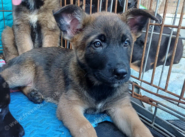 German Shepherd Cross puppies
