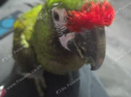 Military macaw
