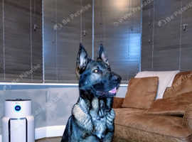 Czech line straight back german shepherd stud