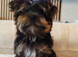 Yorkshire terrier puppy