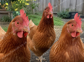 Brown hens for sale