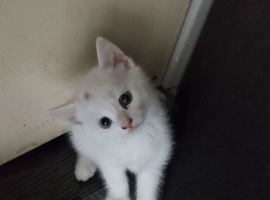 Turkish angora x kittens