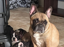 Gorgeous frenchie puppys